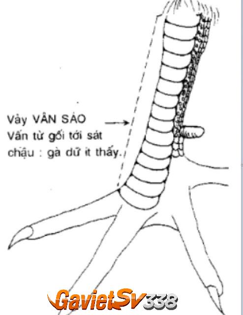 vay van sao 1